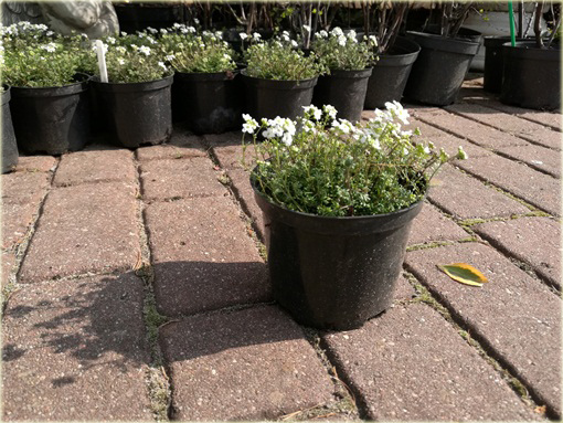 Rzeżuszka biała  Hornungia alpina