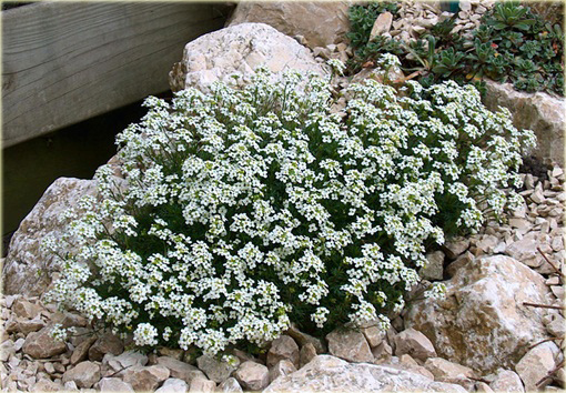 Rzeżuszka biała  Hornungia alpina