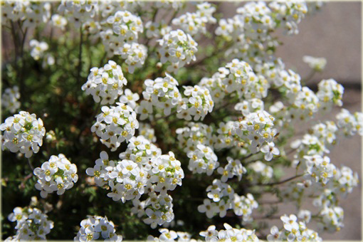 Rzeżuszka biała  Hornungia alpina