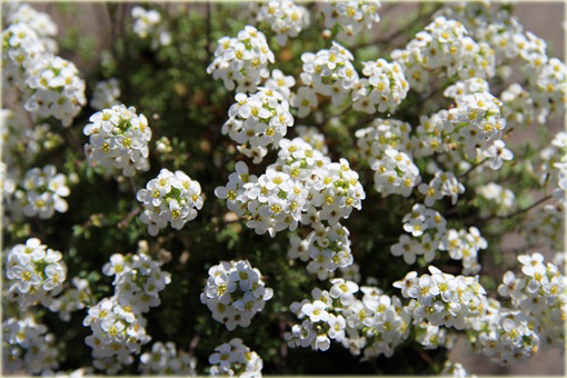 Rzeżuszka biała  Hornungia alpina