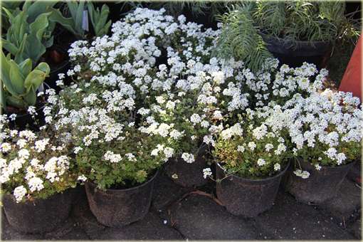 Rzeżuszka biała  Hornungia alpina