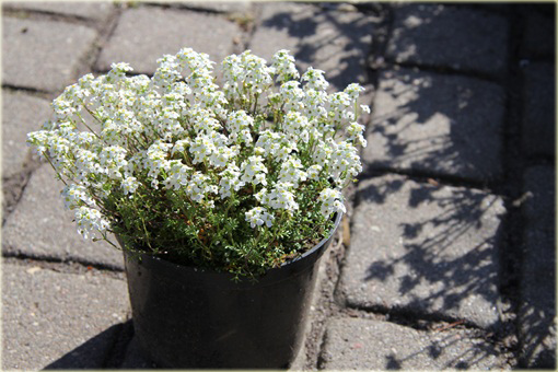 Rzeżuszka biała  Hornungia alpina