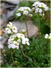 Rzeżuszka biała  Hornungia alpina
