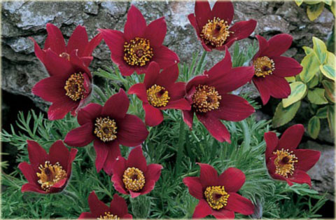 Sasanka zwyczajna bordowa Pulsatilla vulgaris