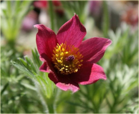 Sasanka zwyczajna bordowa Pulsatilla vulgaris