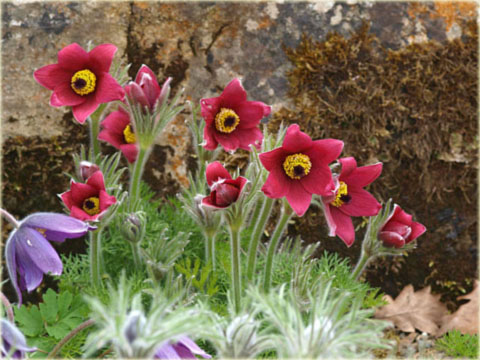 Sasanka zwyczajna bordowa Pulsatilla vulgaris