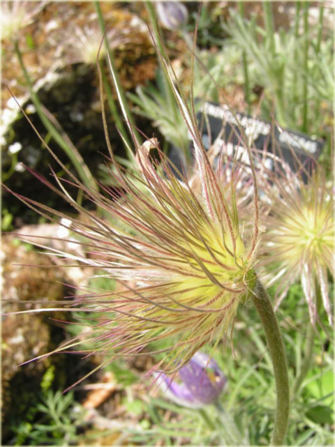 Sasanka zwyczajna bordowa Pulsatilla vulgaris