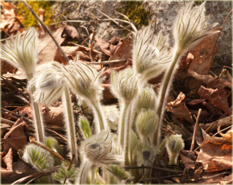Sasanka zwyczajna bordowa Pulsatilla vulgaris