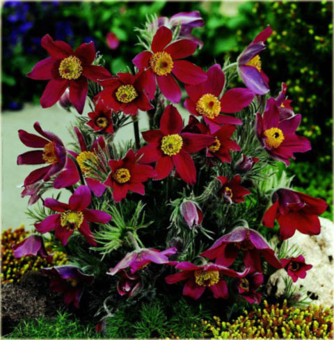 Sasanka zwyczajna bordowa Pulsatilla vulgaris