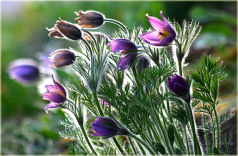 Sasanka zwyczajna fioletowa Pulsatilla vulgaris