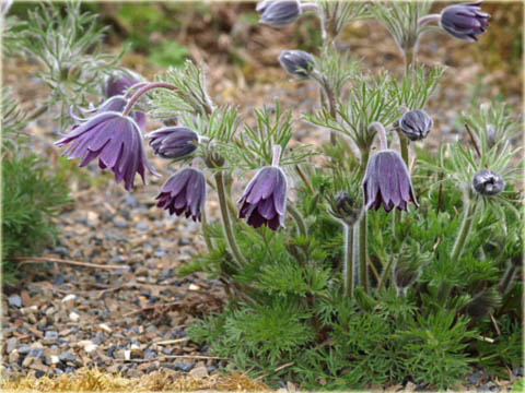 Sasanka zwyczajna fioletowa Pulsatilla vulgaris