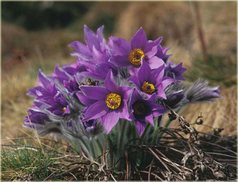 Sasanka zwyczajna fioletowa Pulsatilla vulgaris