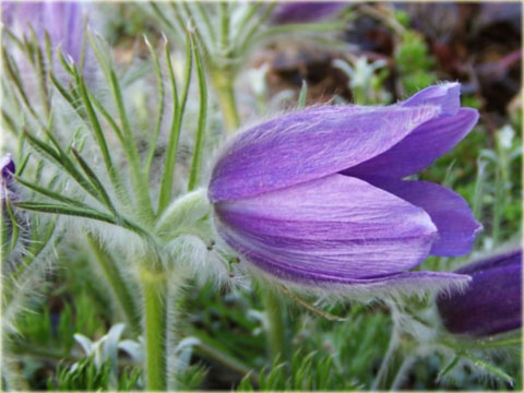 Sasanka zwyczajna fioletowa Pulsatilla vulgaris