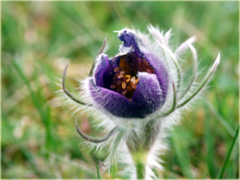 Sasanka zwyczajna fioletowa Pulsatilla vulgaris