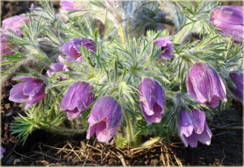 Sasanka zwyczajna fioletowa Pulsatilla vulgaris