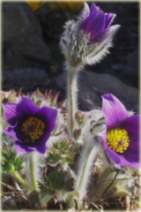 Sasanka zwyczajna fioletowa Pulsatilla vulgaris