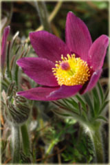 Sasanka zwyczajna bordowa Pulsatilla vulgaris