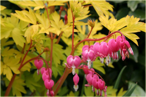 Serduszka okazała Gold Heart czerwony Dicentra spectabilis