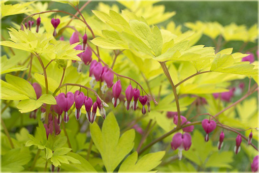 Serduszka okazała Gold Heart czerwony Dicentra spectabilis