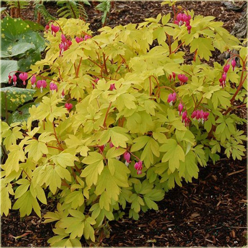 Serduszka okazała Gold Heart czerwony Dicentra spectabilis