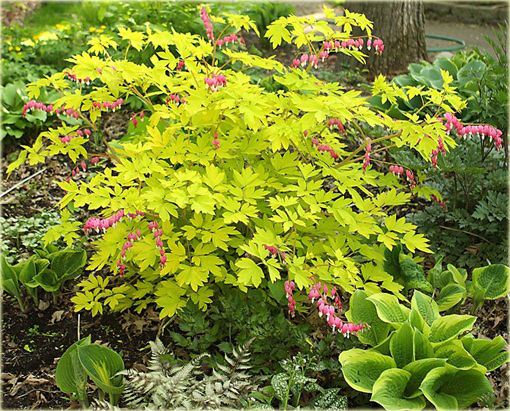 Serduszka okazała Gold Heart czerwony Dicentra spectabilis