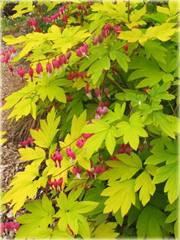 Serduszka okazała Gold Heart czerwony Dicentra spectabilis