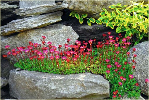 Skalnica Arendsa Harder Zwerg Saxifraga x arendsii