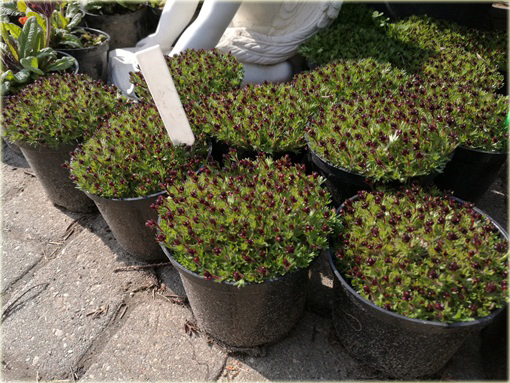 Skalnica Arendsa Harder Zwerg Saxifraga x arendsii