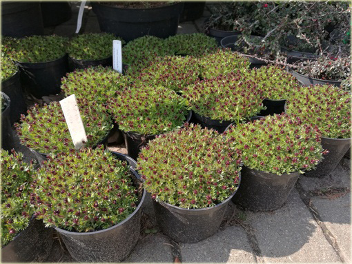 Skalnica Arendsa Harder Zwerg Saxifraga x arendsii