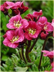 Skalnica Arendsa Harder Zwerg Saxifraga x arendsii