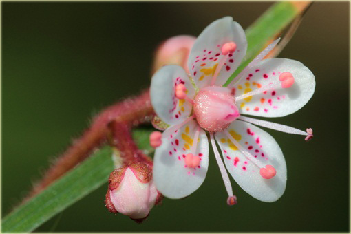 Skalnica cienista Saxifraga urbium