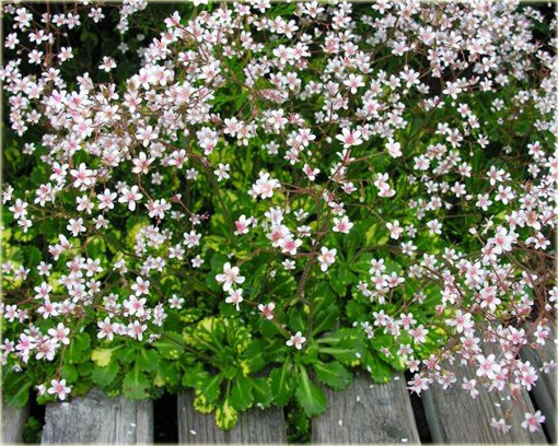 Skalnica cienista Saxifraga urbium