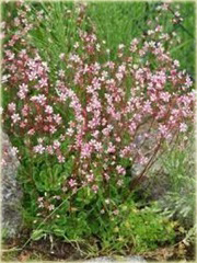 Skalnica cienista Saxifraga urbium