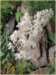 Skalnica gronkowa Saxifraga paniculata