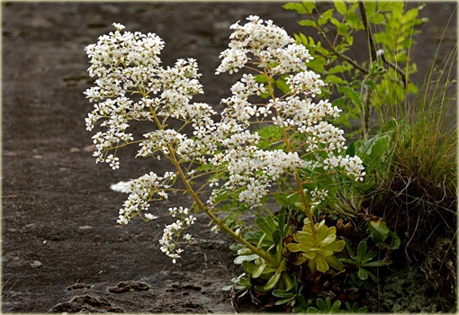 Skalnica liścieniolistna Saxifraga cotyledon