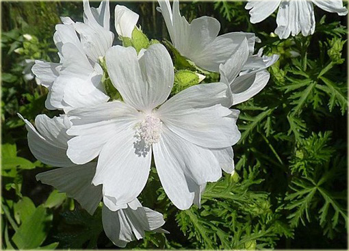 Ślaz piżmowy Malva moschata