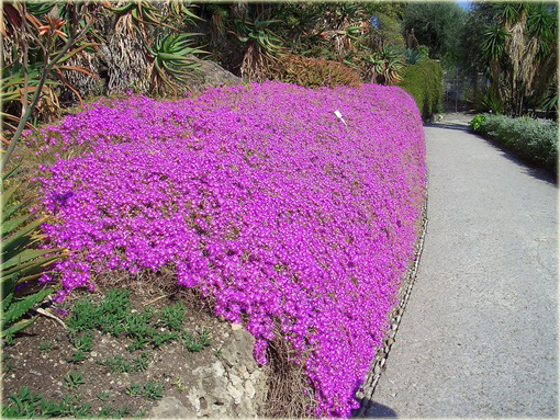 Słonecznica czerwona Delosperma cooperii