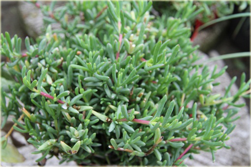 Słonecznica czerwona Delosperma cooperii