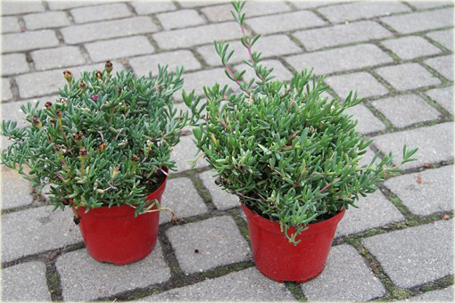 Słonecznica czerwona Delosperma cooperii