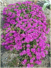 Słonecznica czerwona Delosperma cooperii