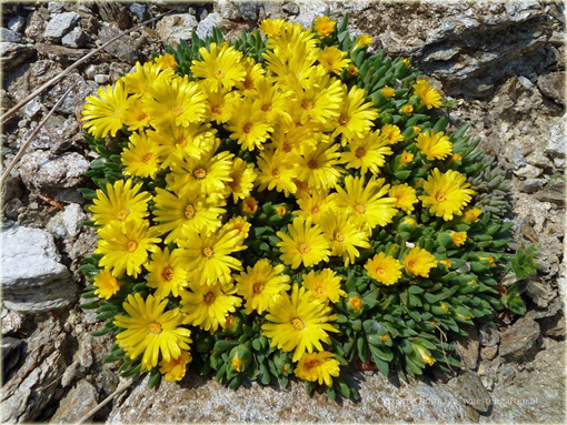 Słonecznica żółta Delosperma deschampsii