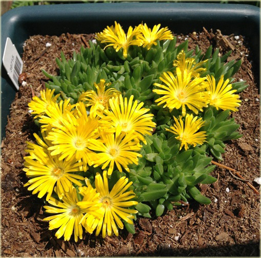 Słonecznica żółta Delosperma deschampsii