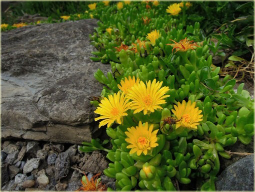 Słonecznica żółta Delosperma deschampsii