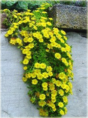 Słonecznica żółta Delosperma deschampsii