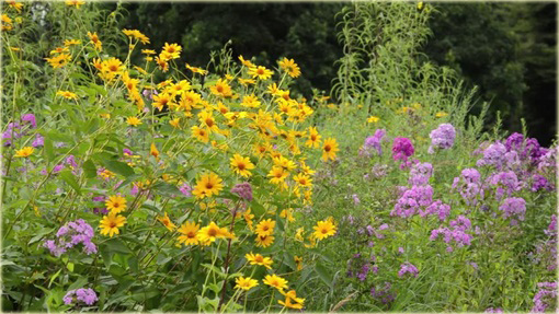 Słoneczniczek Heliopsis helianthoides