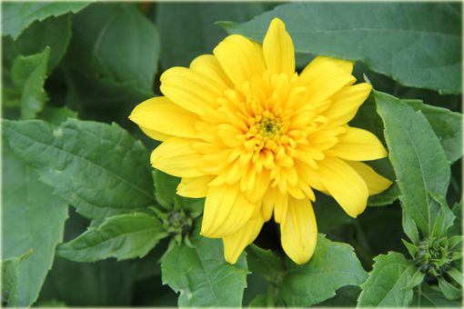 Słonecznik bylinowy Helianthus
