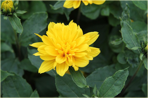 Słonecznik bylinowy Helianthus
