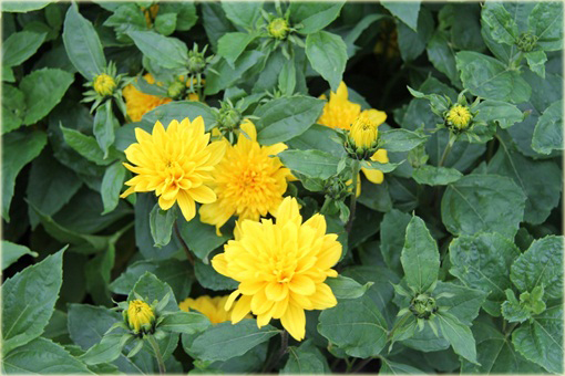 Słonecznik bylinowy Helianthus
