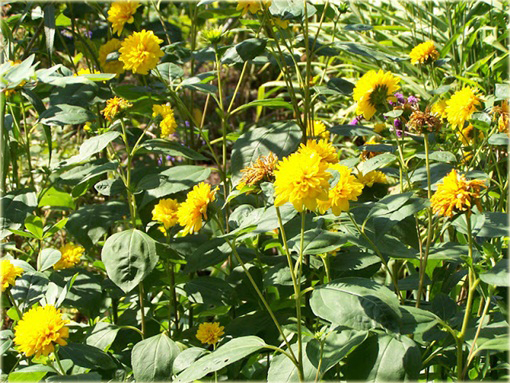 Słonecznik bylinowy Helianthus
