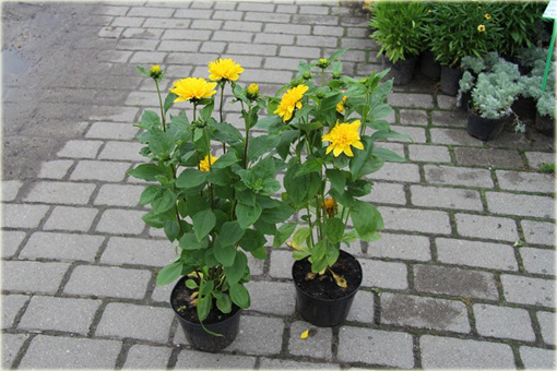 Słonecznik bylinowy Helianthus
